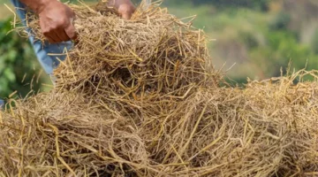 مصر تضاعف إنتاج الأسمدة العضوية من مخلفات الأرز لثروة طبيعية واعدة